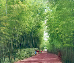 蜀南竹海风景区